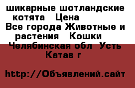 шикарные шотландские котята › Цена ­ 15 000 - Все города Животные и растения » Кошки   . Челябинская обл.,Усть-Катав г.